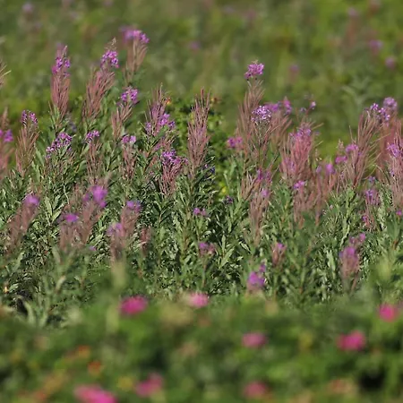 Hotel Severin's Kliff Morsum (Sylt)