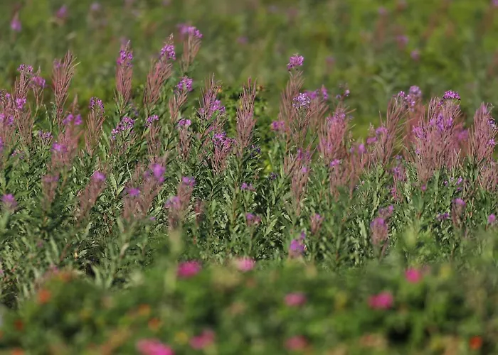 Hotel Severin's Kliff Morsum (Sylt)